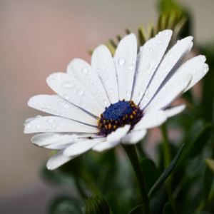 Daisy Blue Center
