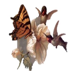 Birds N Butterflies