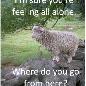 Where Do You Go From Here-Sheep