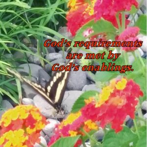 Real Butterfly