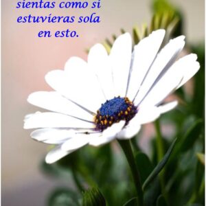 Daisy Blue Center-Spanish